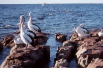 Currarong is home to an abundance of birds and wildlife.