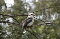 Just some more of the locals… and one of 80 species of birds found in Jervis Bay