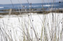 Jervis Bay is where you will find some of the most beautiful pristine beaches in Australia.