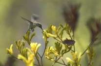 Currarong is a haven for native flora and fauna.